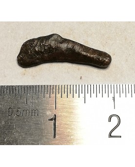 Olbija. Delfinas, 500-400 BC (iš kolekcijos)
