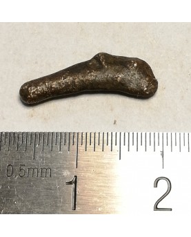 Olbija. Delfinas, 500-400 BC (iš kolekcijos)