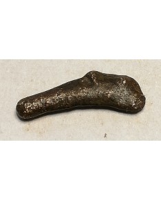 Olbija. Delfinas, 500-400 BC (iš kolekcijos)